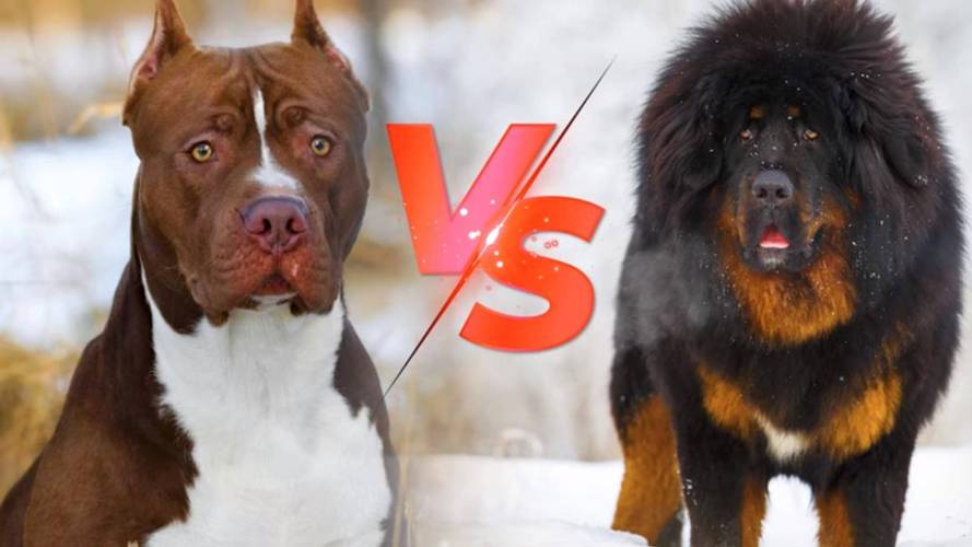 中国狗vs美国的狗